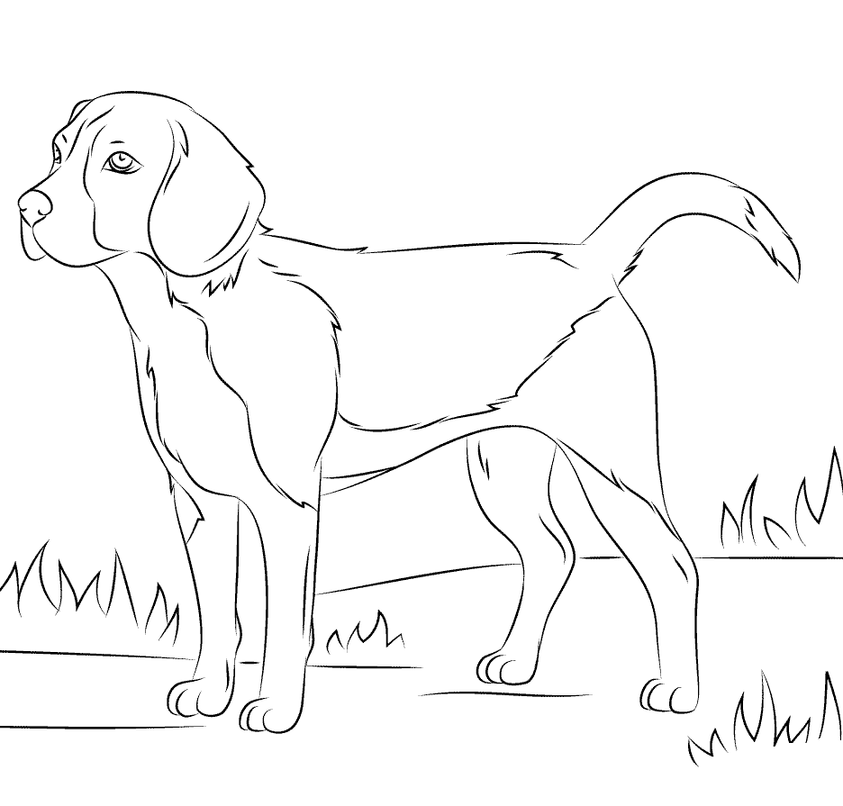 beagles-coloring-page.png