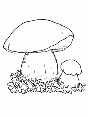 Боровик