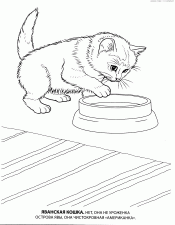 Яванская кошка