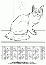 Сомалийская кошка
