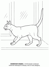 Сиамская кошка