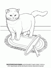 Экзотическая кошка