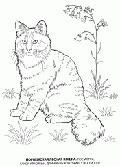 Норвежская лесная кошка