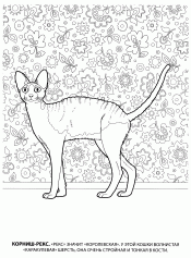 Корниш-Рекс