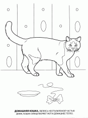 Домашня кошка