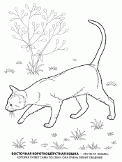 Восточная короткошерстная