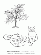 Бомбейская кошка