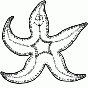 Веселая морская звезда