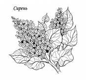 Сирень