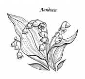 Ландыш