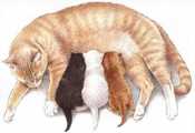 Раскраски Кошки и котята