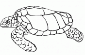 Морская черепаха
