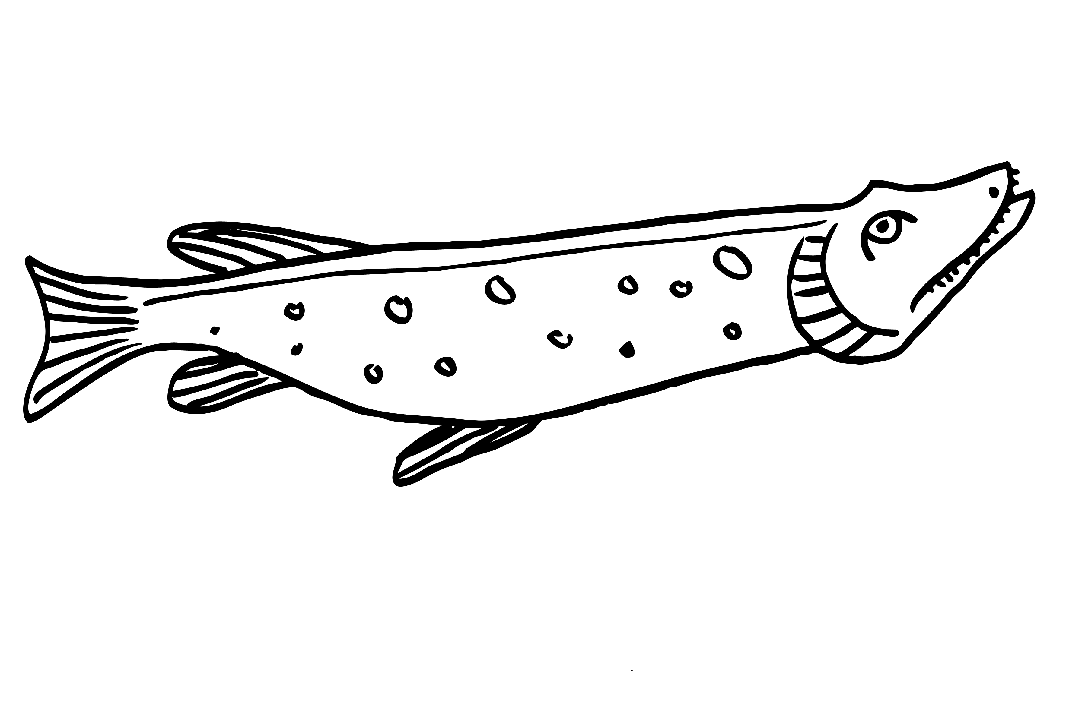Рыба щука раскраска для детей