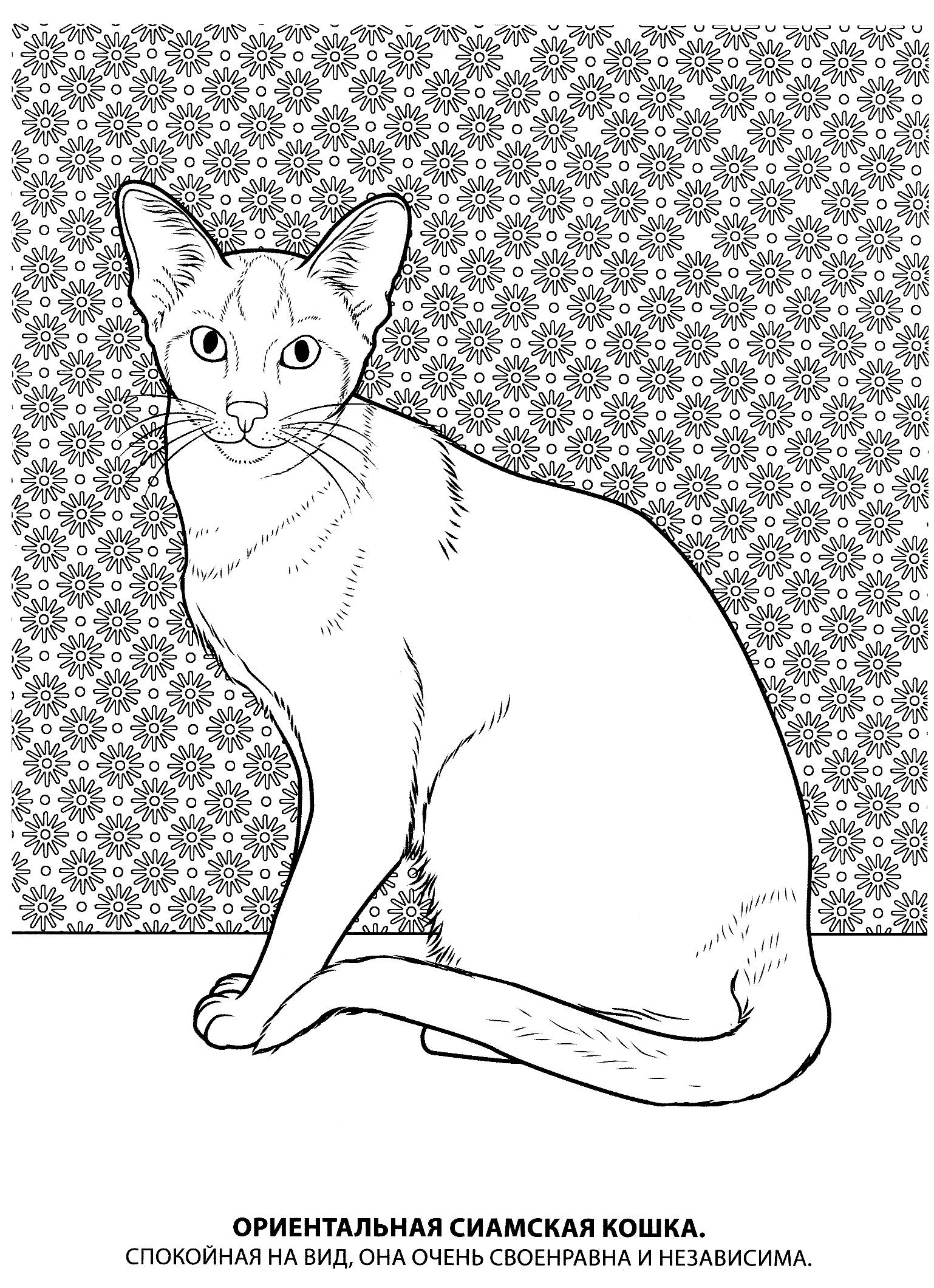 Раскраска кошка для детей