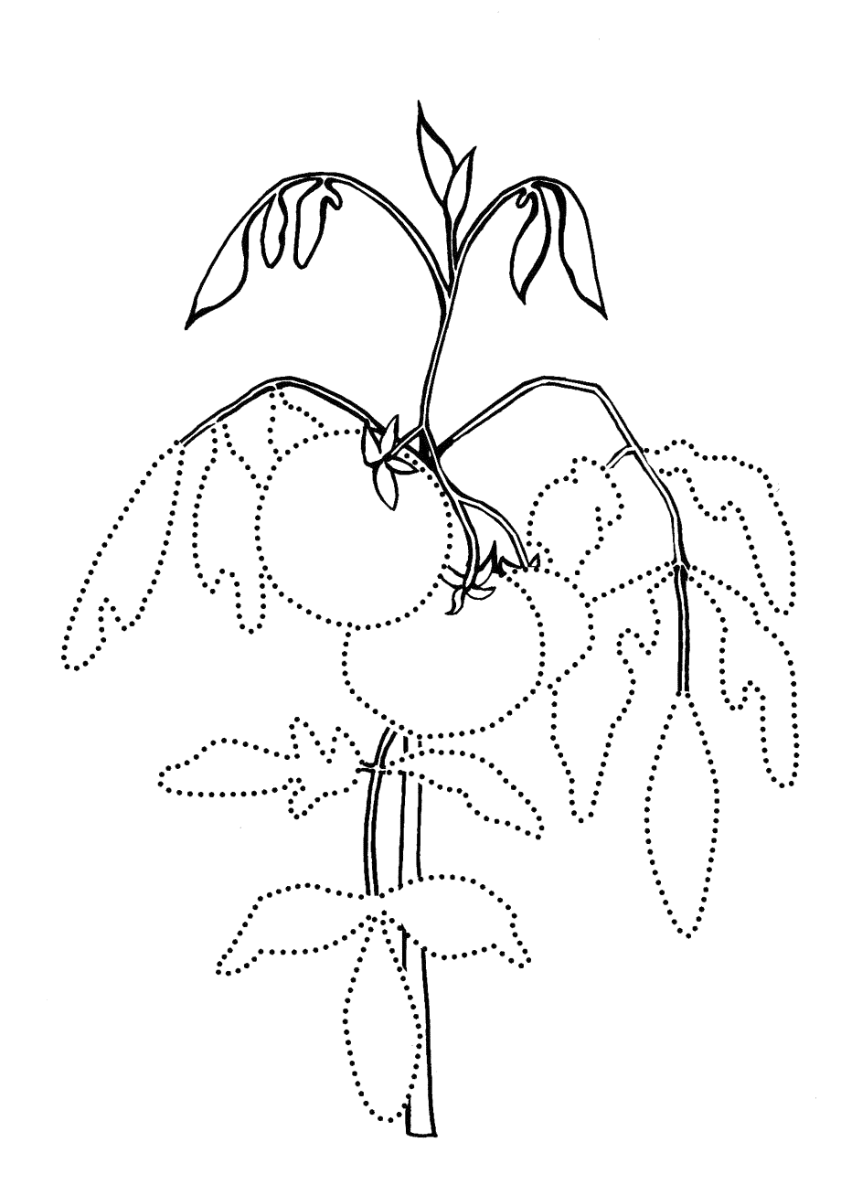 Томат растение раскраска