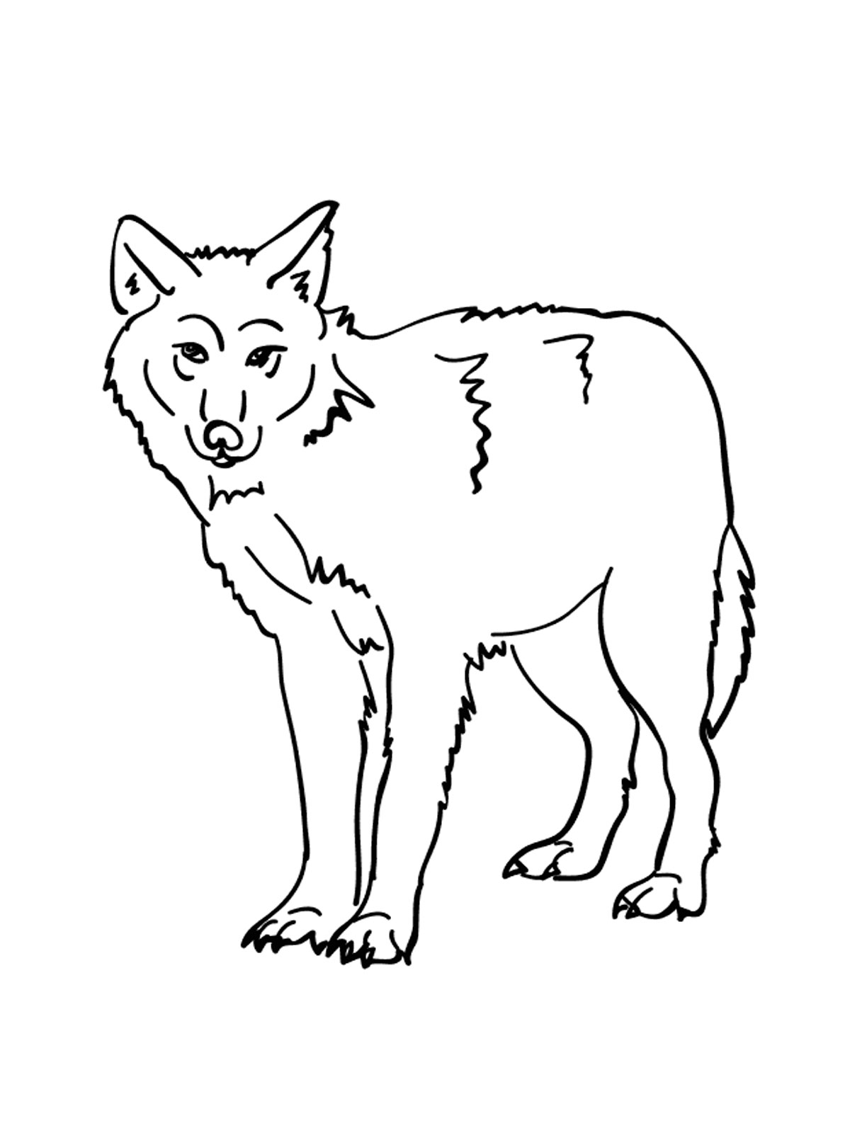 Распечатать раскраску дикие животные. Раскраска волк. Волк картинка для детей раскраска. Раскраска Волга. Раскраска "Дикие животные".