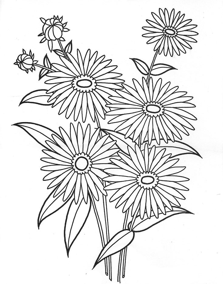 Раскраски астра для детей контурные рисунки цветка астры ботанический рисунок линии астры