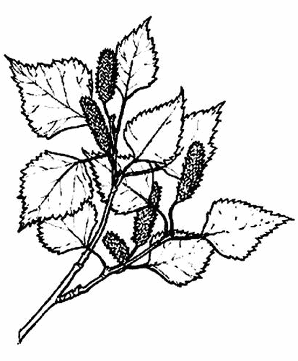 Подборка картинок разложенных по категориям Раскраска береза Контуры листьев
