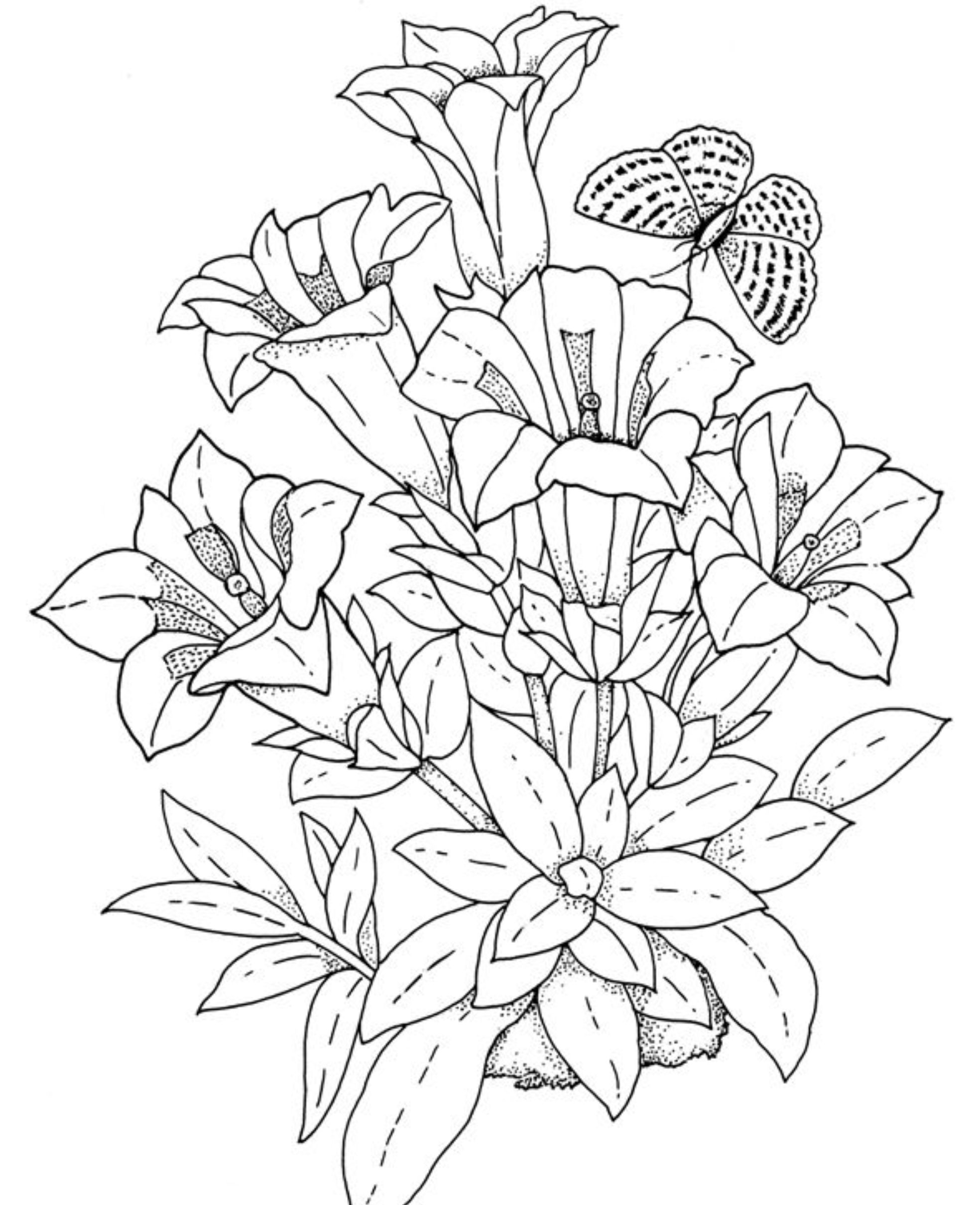 Рисунки Разукрашки Цветы