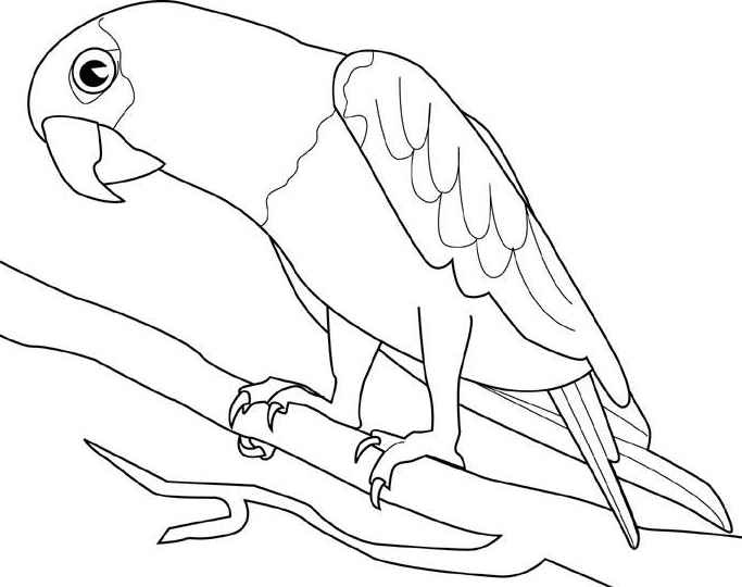 Распечатать раскраску яркий попугай для детей бесплатно