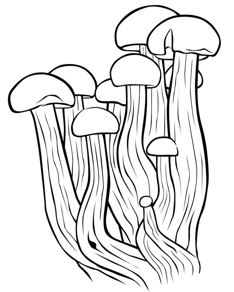 Лисички Раскраска грибы лисички