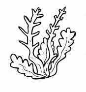 Ламинария водоросли