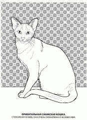 Ориентальная сиамкая кошка