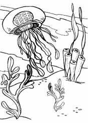 Медуза и водоросли