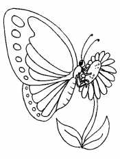 Бабочка  на ромашке