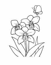Орхидея и бабочка