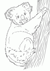Рисунок коала