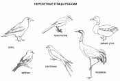 Картинка перелетные птицы