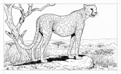 Рисунок гепард