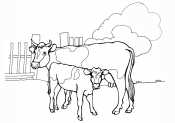 Корова и теленок во дворе
