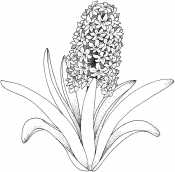 Цветок Гиацинт