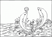 Дрессированные днельфины