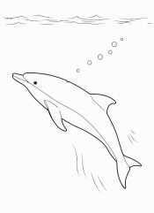 Картинка дельфин