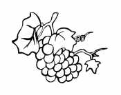 Картинка виноград