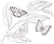 Бабочки на листьях