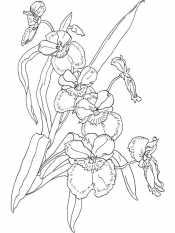 Раскраска Орхидея