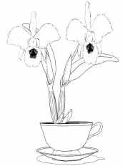 Орхидея в чашке