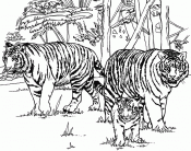 семья тигров на прогулке