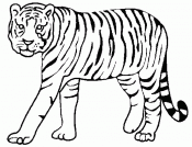 прогулка тигра